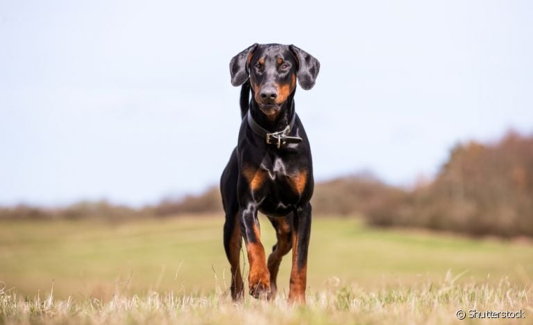 O Doberman é um cachorro com postura imponente, mas não é necessariamente bravo