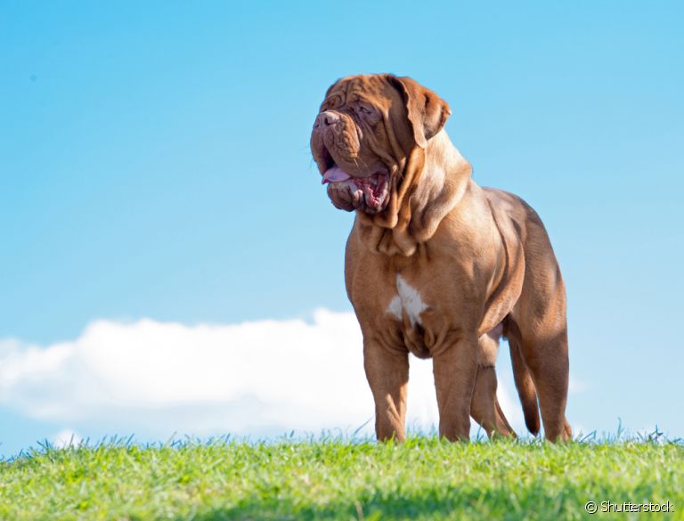 O Dogue-de-Bordeaux é um cachorro fácil de lidar e que tem muita admiração pelos humanos