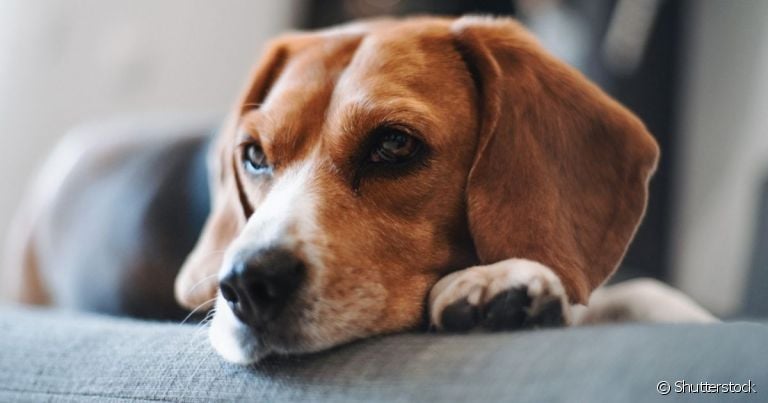 As variações de DST em cachorro são perigosas e podem deixar o animal bastante debilitado