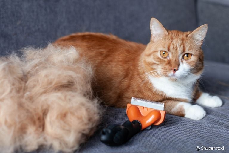 A escova "furminator"remove até os pelos mortos mais dificeis de tirar
