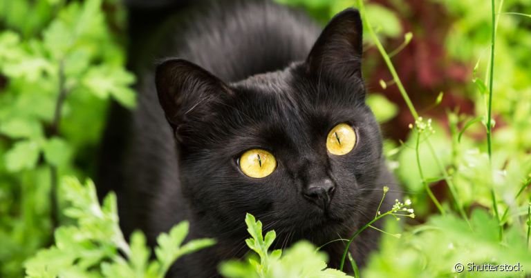  Esporotricose felina é um doença de fácil contaminação 