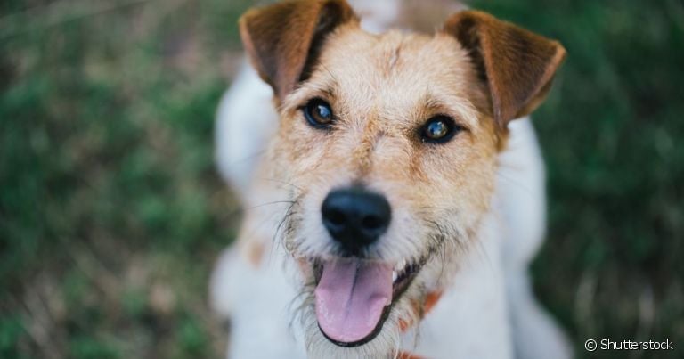 O Fox Terrier é um cachorro pequeno de personalidade marcante
