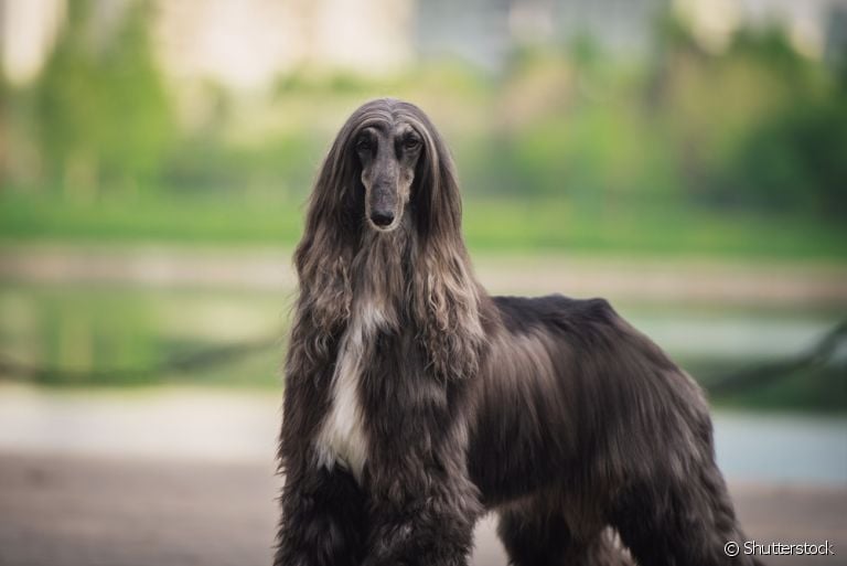 Os pelos do Galgo Afegão precisam de uma rotina de cuidados