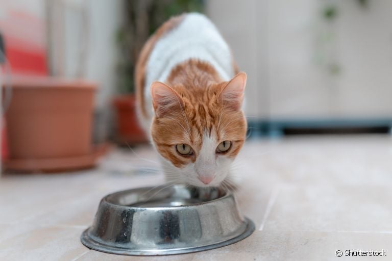 Fazer o gato beber água não é tão difícil como parece. Veja algumas estratégias para incentivar o hábito!