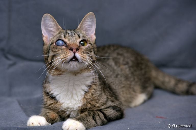 O gato cego (de um ou dois olhos) precisa de um ambiente adaptado e outros cuidados