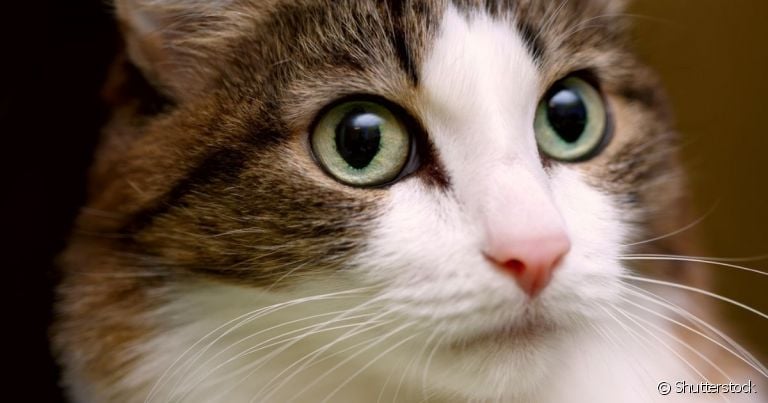 A pupila de gato pode ficar dilatada ou retraída por conta de uma série de fatores