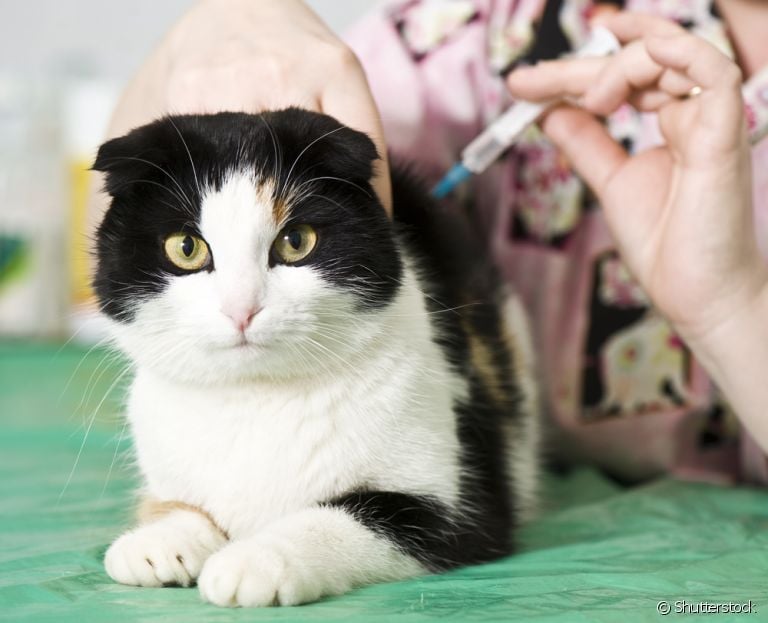  A raiva felina só pode ser evitada com a vacina anual 