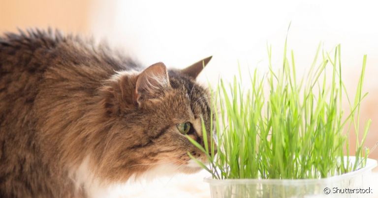 A grama para gatos é associada ao alívio de enjoo, mas o gato comendo grama pode ter outros significados