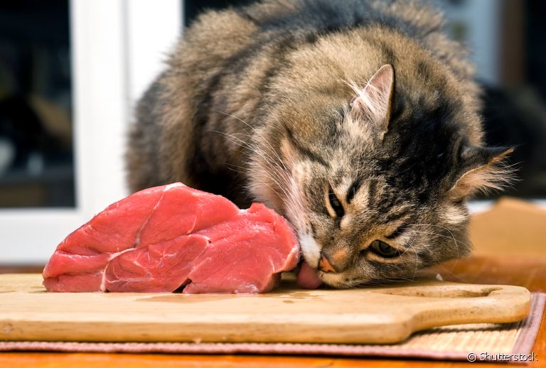 Gato é carnivoro ou herbívoro? Descubra a resposta e saiba tudo sobre a alimentação felina