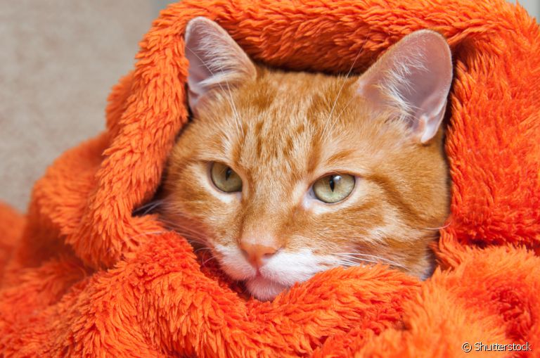  A rinotraqueíte felina é uma doença altamente contagios causada por vírus 