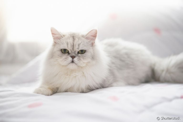 O gato Persa é um animal dócil, afetuoso e de fácil convivência