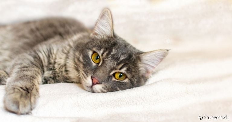  Gato vomitando espuma branca merece atenção 