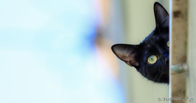 A linguagem dos gatos é bem sutil, mas prestando bastante atenção, fica fácil compreendê-los.