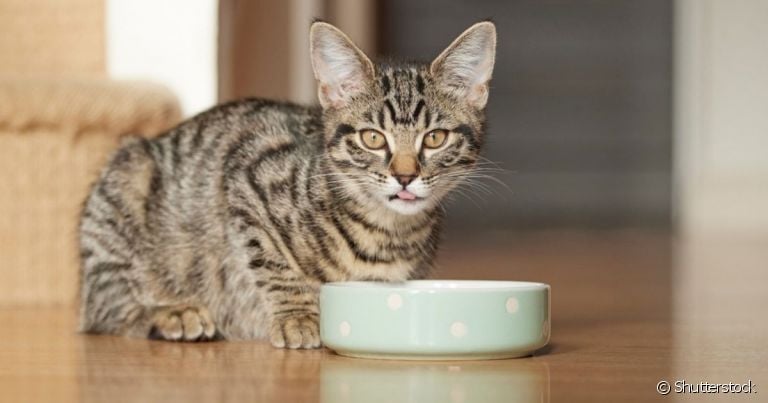 Se o gato não quer comer é importante identificar o motivo por trás da falta de apetite