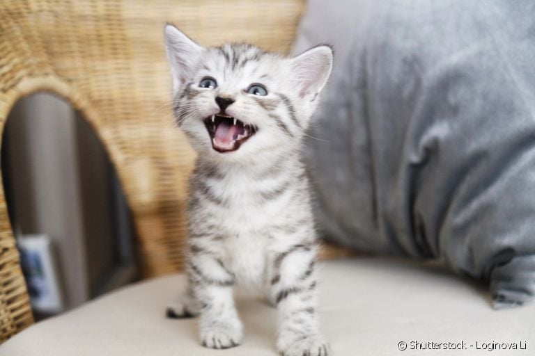 O miado de gato pode significar várias coisas.
