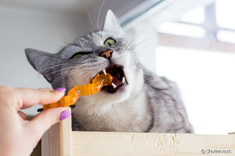 O mordedor para gato é indicado tanto para os filhotes quanto para os adultos