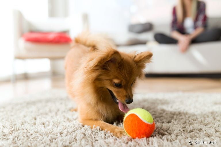 Um brinquedo de cachorro que pode ser usado dentro de casa é a famosa bolinha