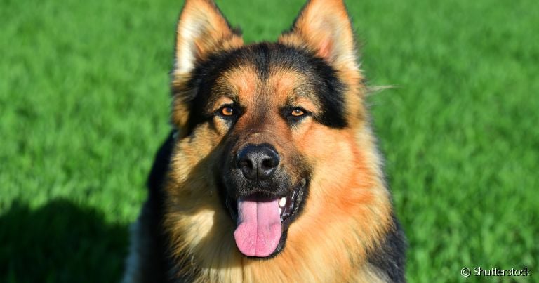 O cachorro de pastoreio é obediente, dócil e muito disciplinado