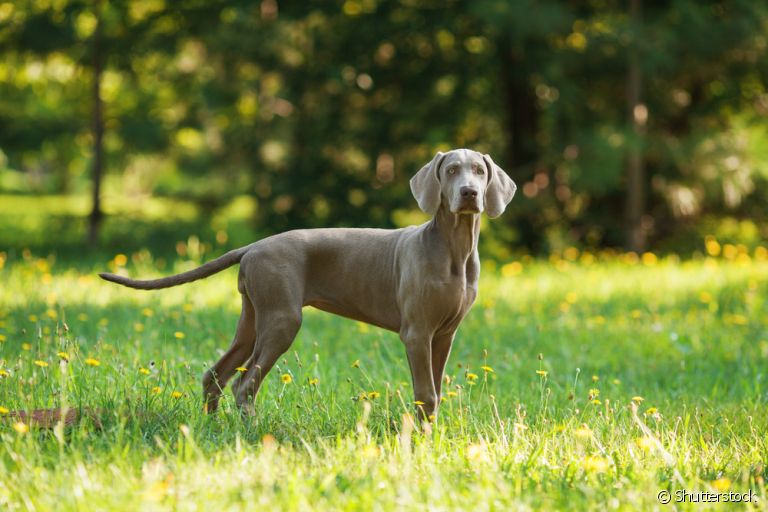 O Weimaraner é um cachorro que se distingue por sua inteligência e alto nível de energia