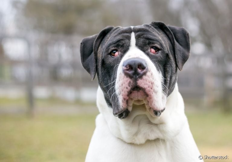 O olho de cereja é a exposição da terceira pálpebra canina