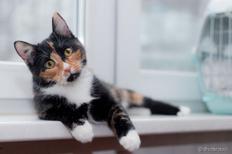 Como os gatos enxergam? Descubra tudo sobre o olho de gato