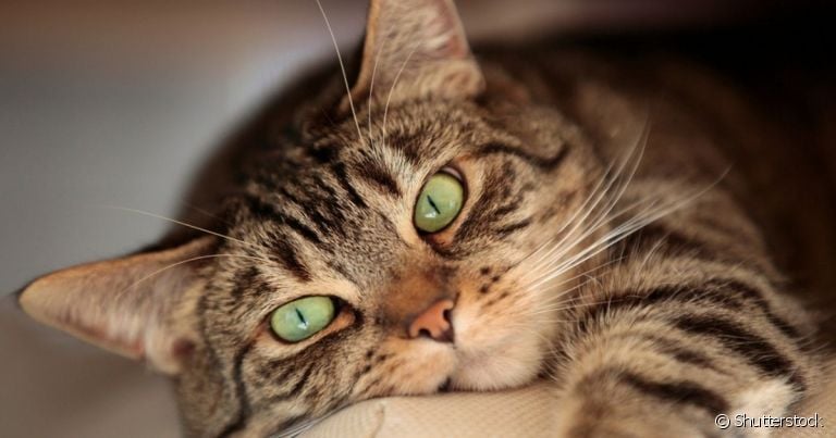 A otite em gatos acomete diferentes regiões do ouvido conforme a doença avança