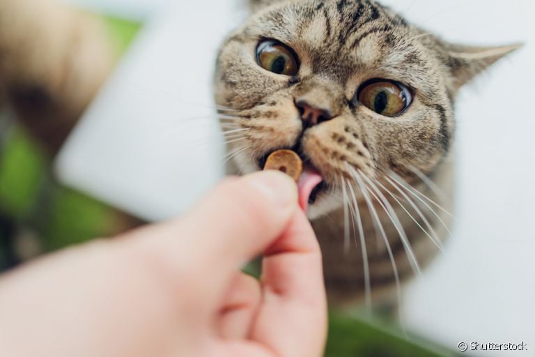 Os petiscos para gatos devem ser oferecidos de forma moderada