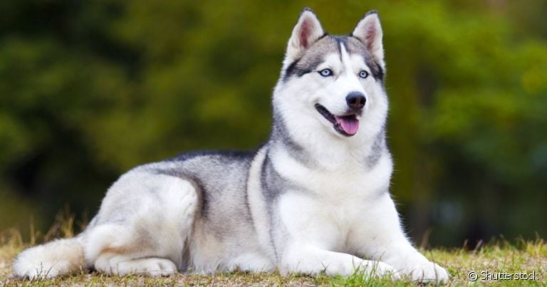 O Husky Siberiano tem uma pelagem abundante que requer cuidados especiais
