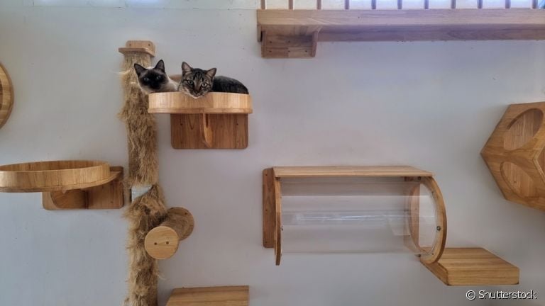  O enriquecimento ambiental para gatos é uma forma de adaptar a casa para a vivência felina 