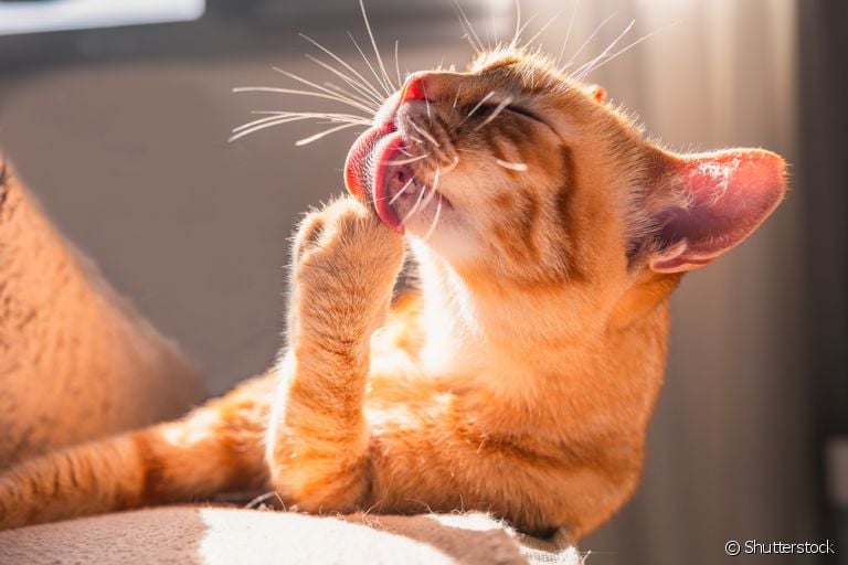  A língua do gato serve para a higienização e também para expressar outros comportamentos 