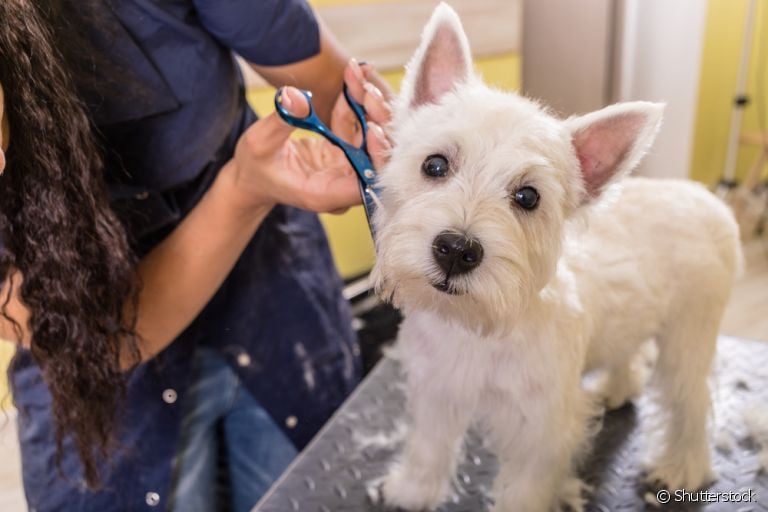  Tosar cachorro depois do banho agiliza o processo 