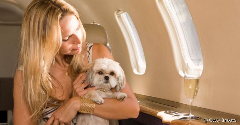 O cachorro de suporte emocional ajuda tutores a lidarem com transtornos psicológicos
