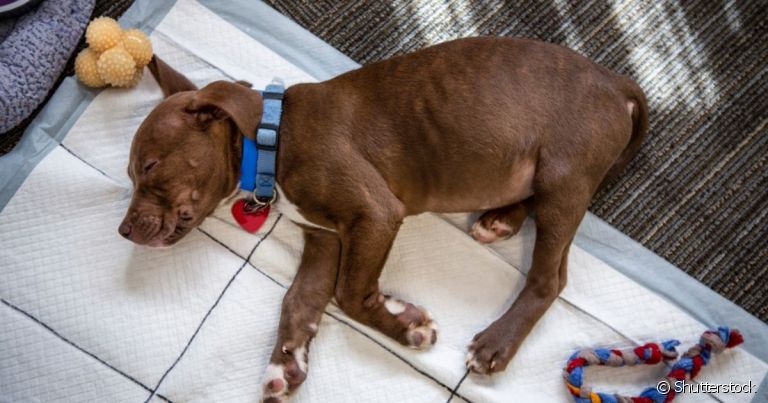 O tapete higiênico para cachorro serve para fazer as necessidades, mas alguns gostam de usá-lo para outros fins