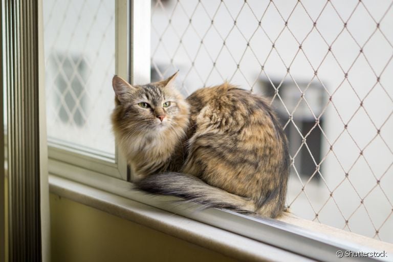 A tela de proteção para gatos é garantia de segurança