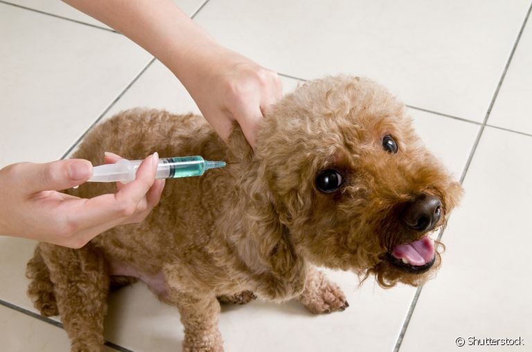 A vacina de gripe para cachorro é a principal forma de prevenção da doença 