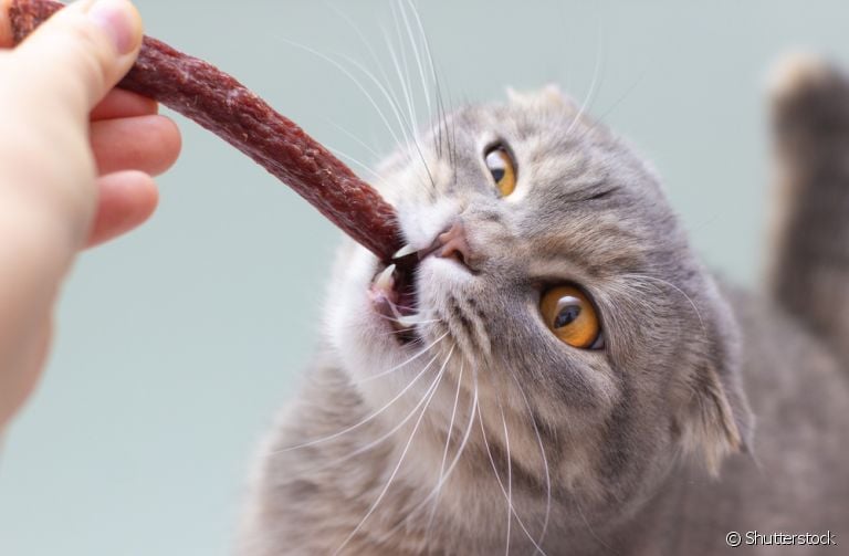 Os petiscos para gatos são super bem-vindos para agradar os pets, mas devem ser oferecidos com moderação