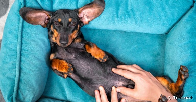 A hérnia umbilical em cachorro é uma doença congênita causada por uma má formação no umbigo