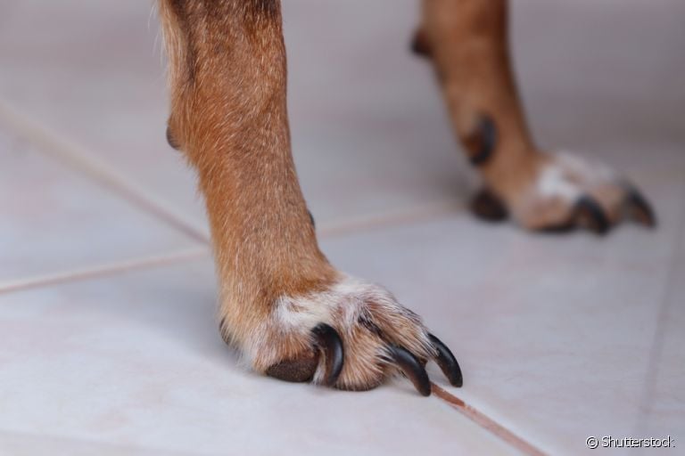  A unha de cachorro ajuda na locomoção e é um mecanismo de defesa 