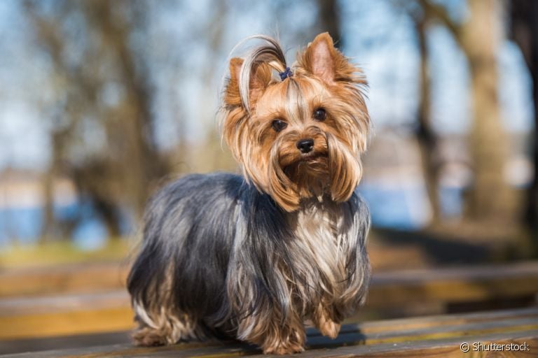 O útero de cadela é um órgão importante para a reprodução dos cães