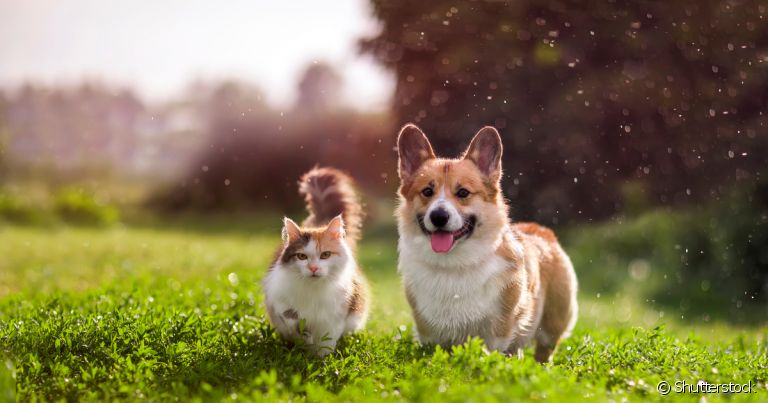 Acostumar cachorro e gato não é uma missão impossível, mas precisa de cautela