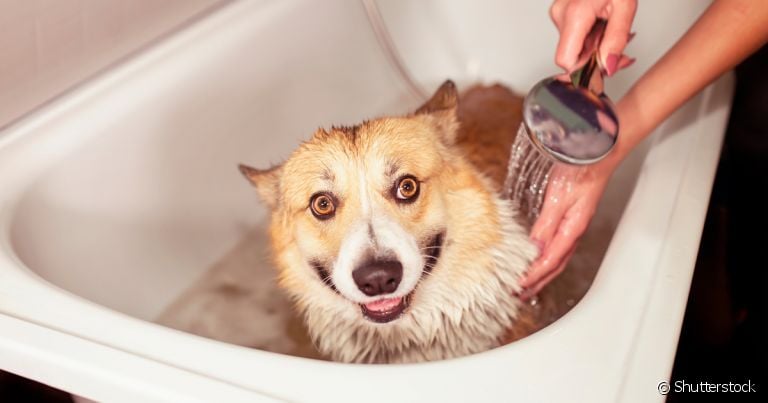 Aprender como dar banho em cachorro é mais fácil do que você imagina