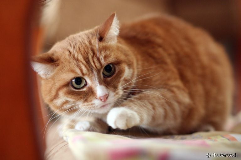 Gatos sabem quando algo ruim se aproxima ou isso não passa de um mito?