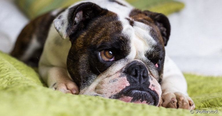 O parasita causador da doença do carrapato entra no sangue do cão e afeta diferentes partes do corpo do animal