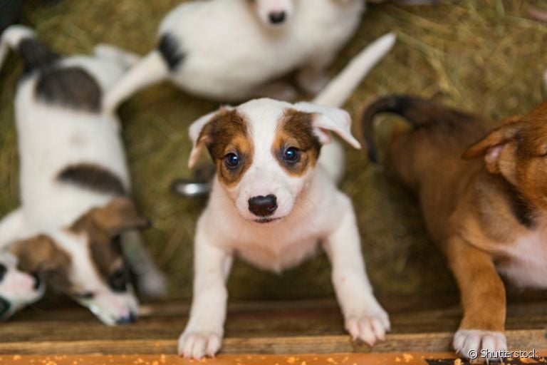 Adotar cachorro é algo que deve ser planejado e requer algumas adaptações