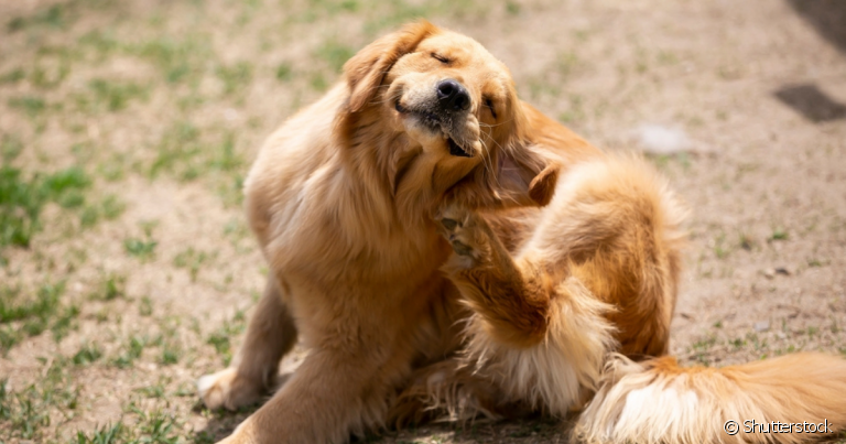 A alergia em cachorro pode acontecer em qualquer cão, mas algumas raças tem prodisposição maior a desenvolver