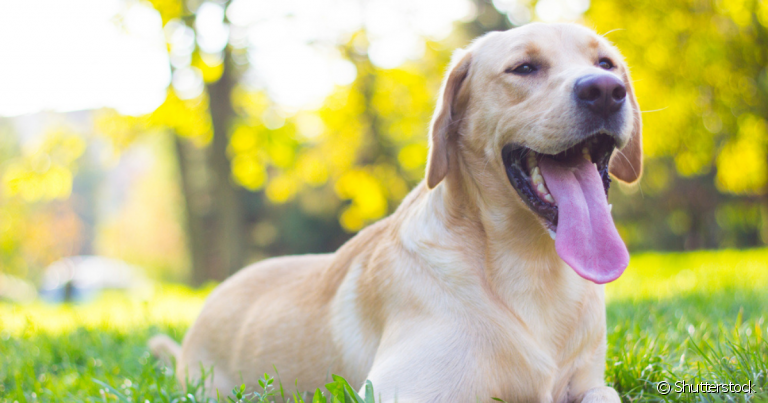 A respiração do cachorro tem um papel fundamental na manutenção da vida do animal