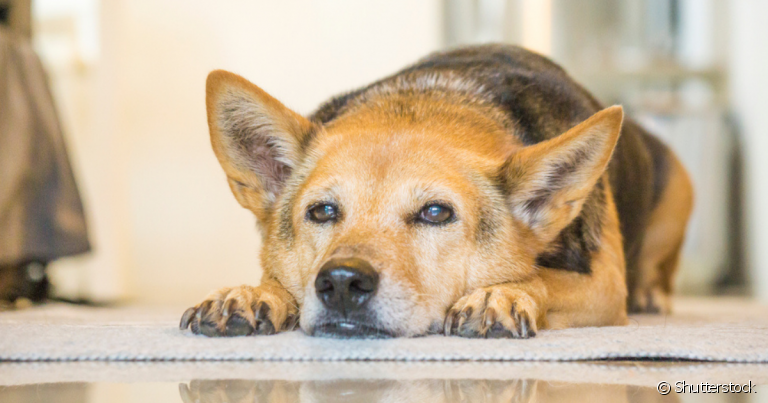 O AVC em cães é uma doença que, apesar de não ser muito comum, é bastante perigosa
