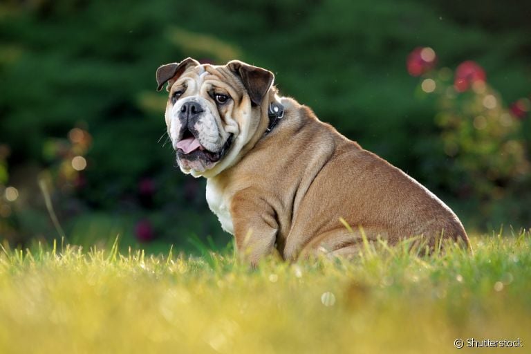 O Bulldog Inglês é teimoso, mas pode ser adestrado para ter um bom comportamento