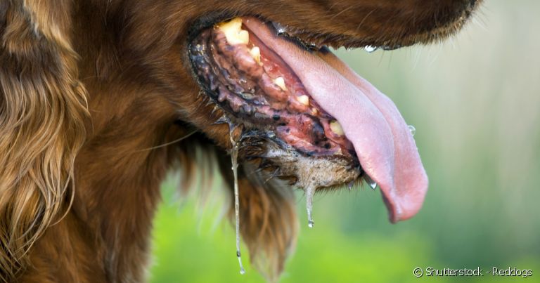  Saliva abundante pode ser um sintoma de que algo não vai bem com a saúde do cachorro 