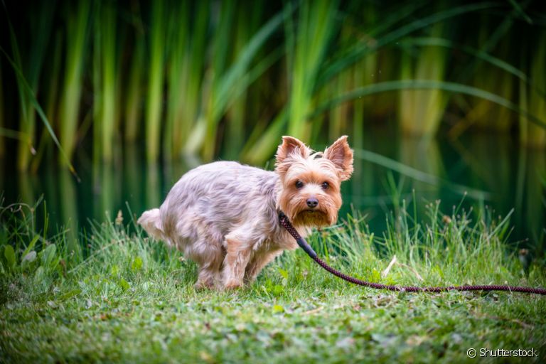 A diarreia em cachorro é um problema que requer atenção, ainda mais quando o aspecto é diferente do normal